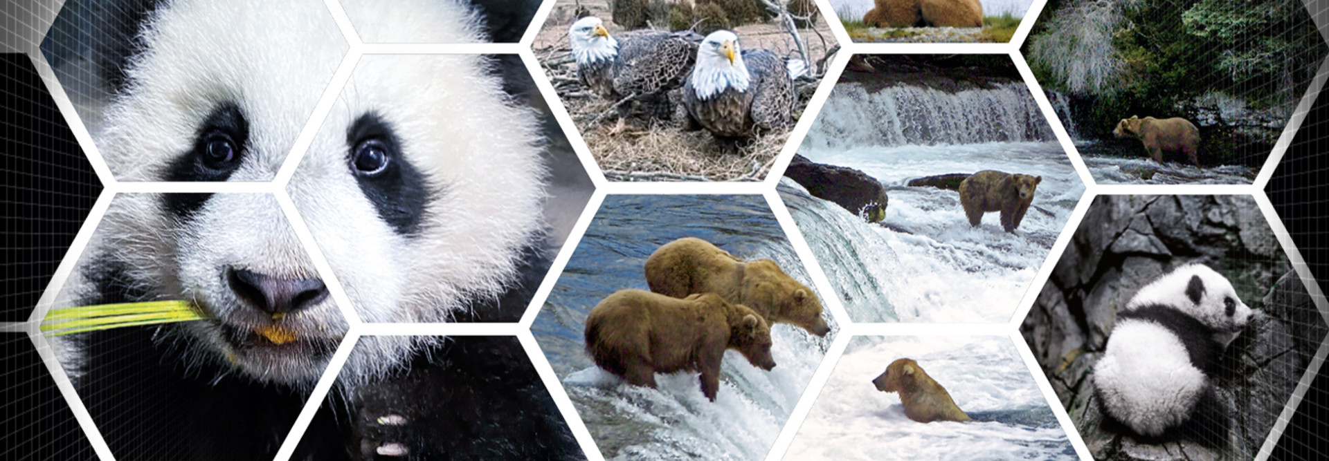 Panda webcams 