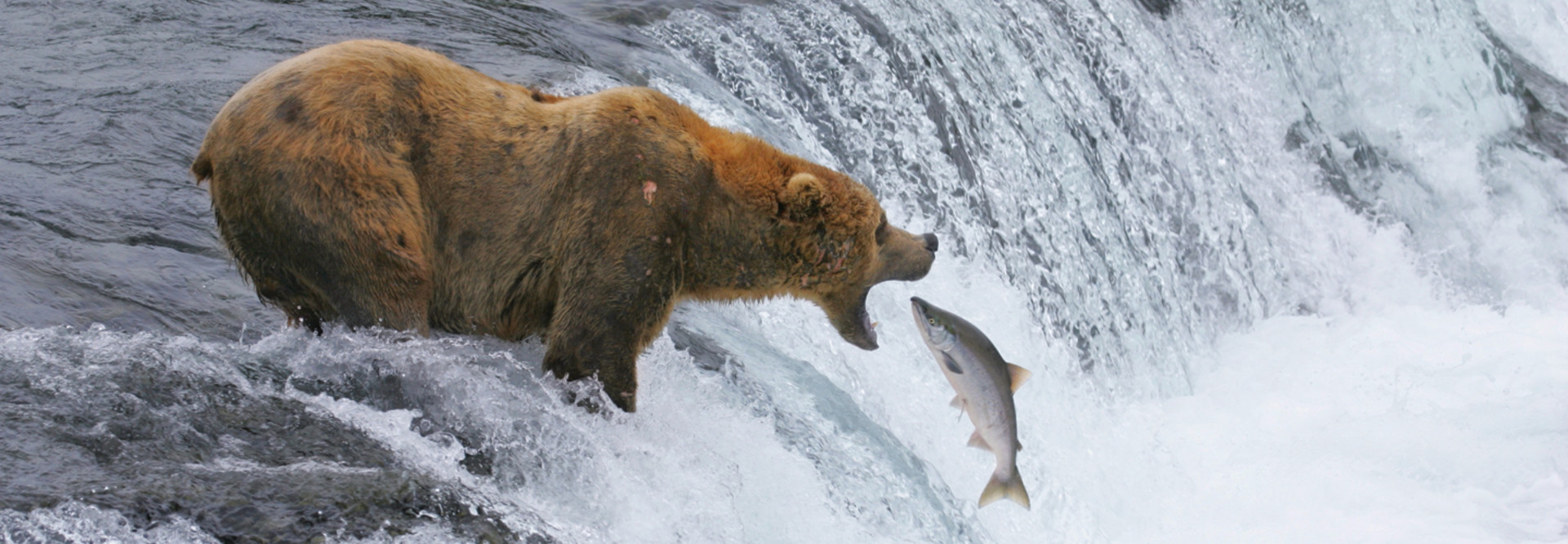 bear catching salmon in Katmai National Park 