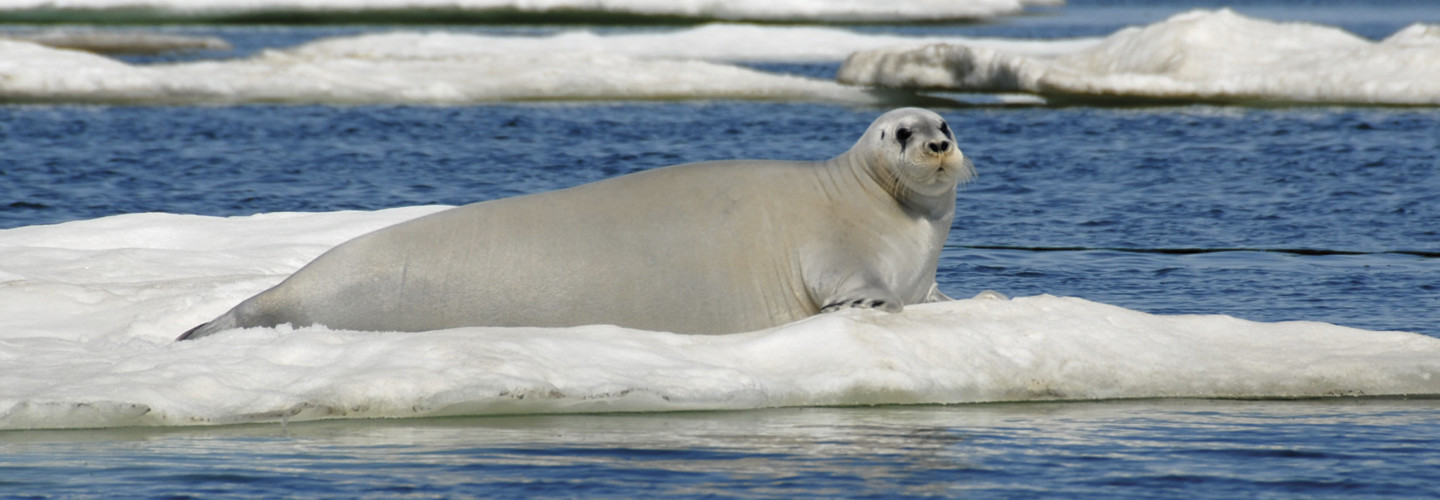 Bearded seals forage for food on the bottom of the sea, and the iron there stains their faces