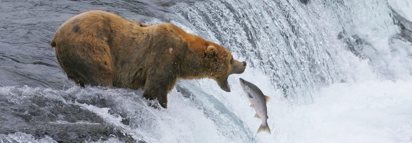 bear catching salmon in Katmai National Park 