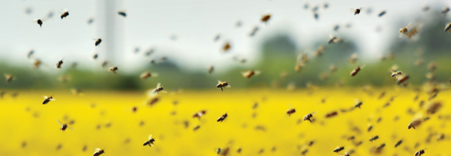 swarm of bees representing a drone or satellite swarm 