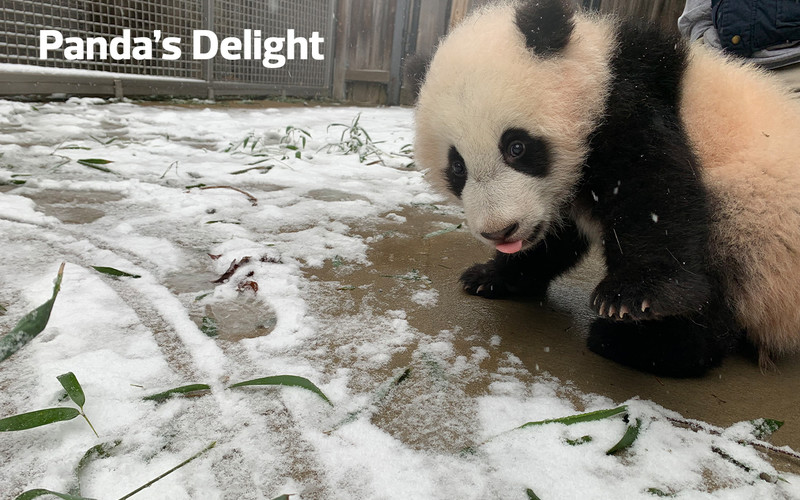Government agencies use webcams to bring nature and more to the public. At the National Zoo, giant panda cub Xiao Qi Ji sees snow for the first time.