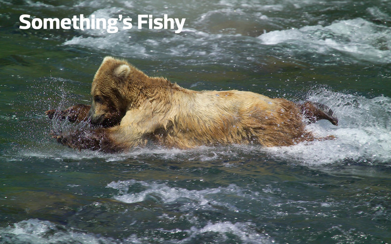 Visitors to Katmai National Park and Preserve’s famous bearcam can see sights such as this young bear attempting to catch a salmon.