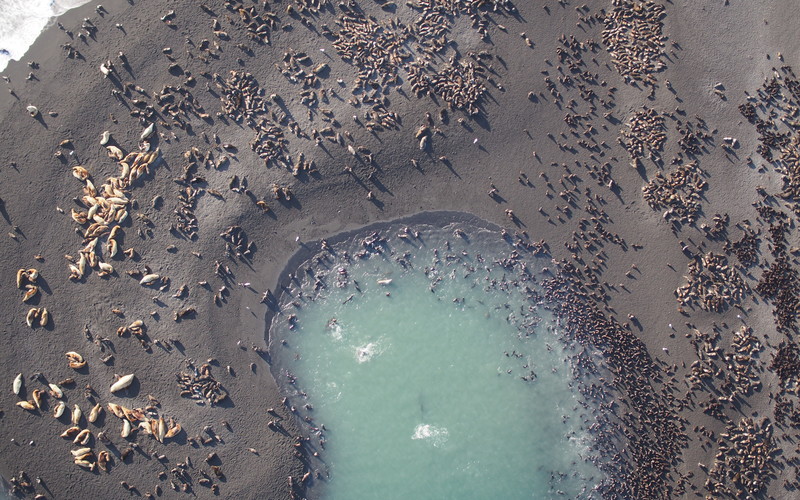 Seals as seen from drone