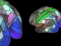 This map of the 180 areas of the human cortex was developed from research data funded by the National Institutes of Health.