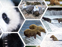 Panda webcams 