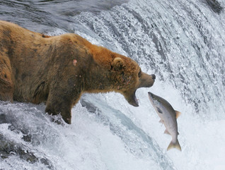 bear catching salmon in Katmai National Park 