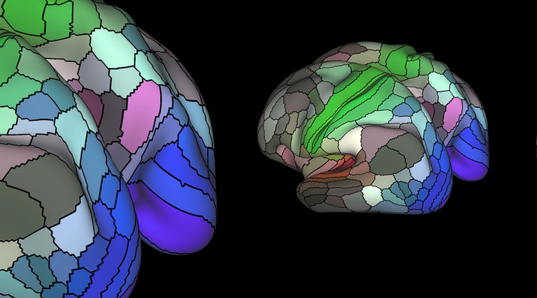 This map of the 180 areas of the human cortex was developed from research data funded by the National Institutes of Health.