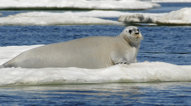 Bearded seals forage for food on the bottom of the sea, and the iron there stains their faces