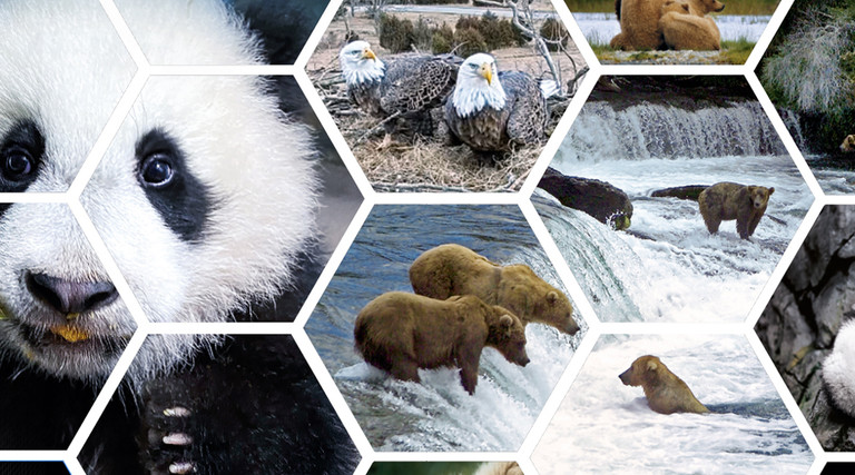 Panda webcams 