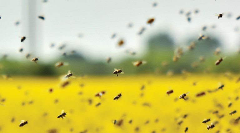 swarm of bees representing a drone or satellite swarm 