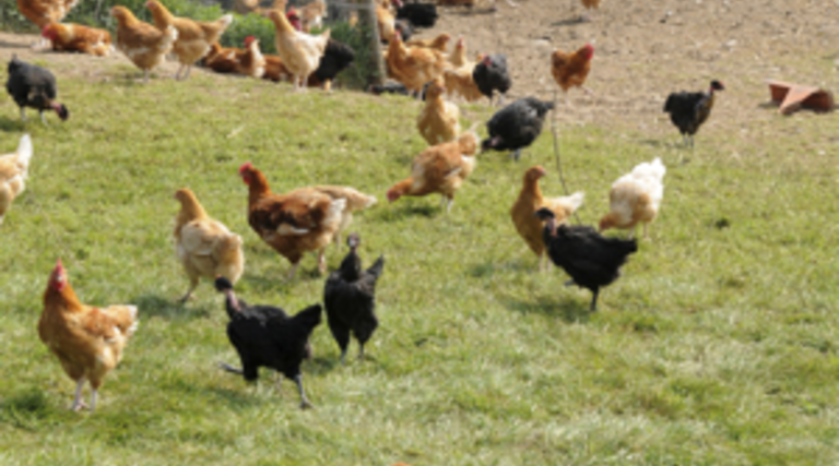The USDA Wants to Hack the Chicken Coops of the Future