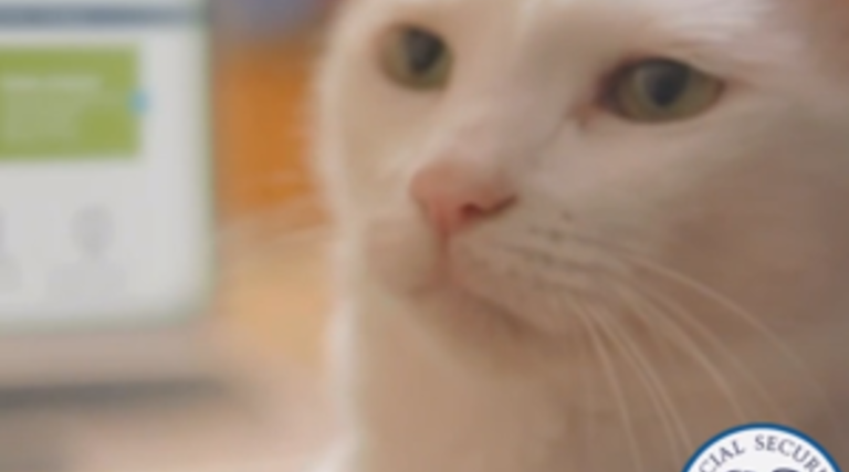 The SSA Is Using Cat Videos to Promote Online Services