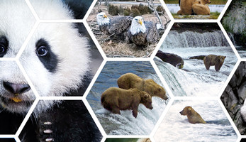 Panda webcams 
