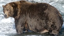 Fat brown bear